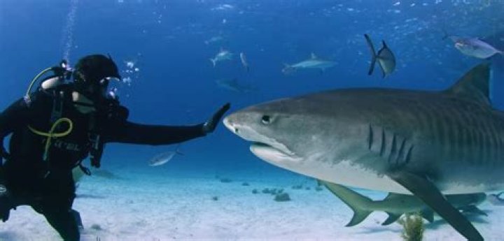 How Did Jimi Partington Have A Stroke? Shark Week’s Divemaster Story